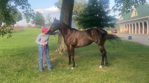 Thoroughbred Makeover Diary: A Different Perspective